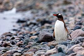 The gentoo penguins of Antarctica by Roland Brack