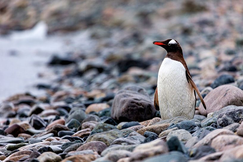Die Eselspinguine der Antarktis von Roland Brack