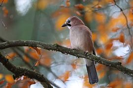 Vlaamse gaai in herfstbos Duitsland Zwarte Woud van Frank Fichtmüller