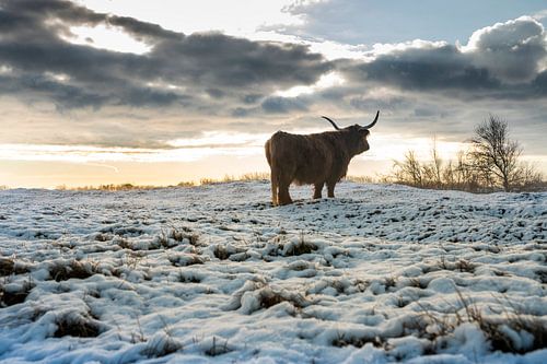Highlander écossais dans un paysage de neige en Zélande