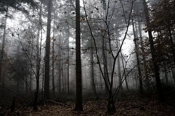 Enchanted Forest van Hans Peter Debets