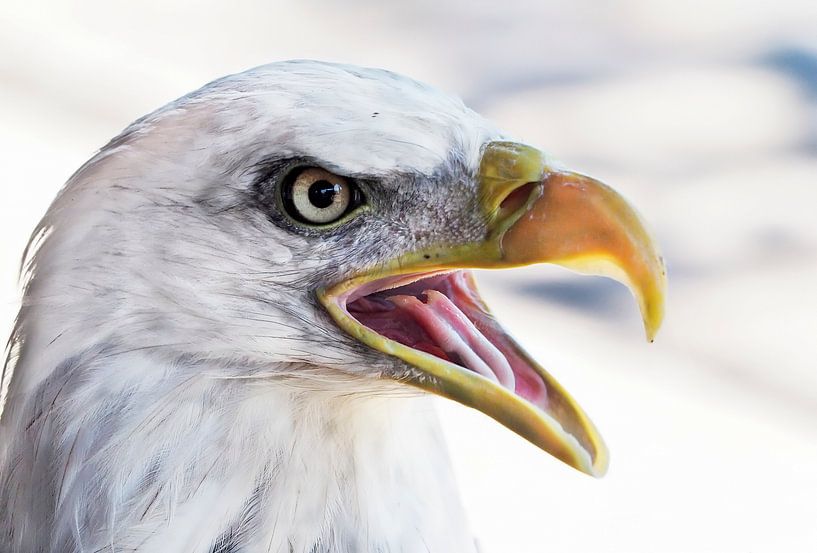 Weißkopf-Seeadler von Loek Lobel