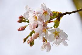 Weiße Blüte direkt aus der Knospe von Merel Pape Photography