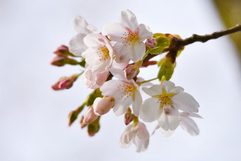 Witte bloesem net uit de knop van Merel Pape Photography