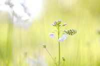 Orange tip
