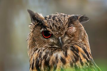 an eagle owl (Bubo bubo) looks sleepily with only one eye by Mario Plechaty Photography