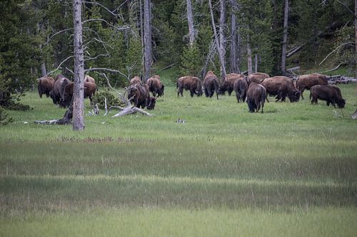 Kudde buffels in Yellowstone