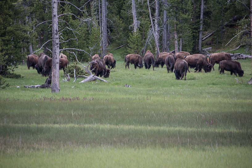 Kudde buffels in Yellowstone by De wereld door de ogen van Hictures