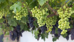 Groene en blauwe druiven voor port en wijn. Noord Portugal. van Rick Van der Poorten