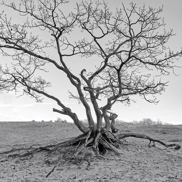 Still standing! by Ronald Smits