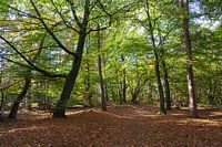 Prachtig bos bij de Oisterwijkse bossen en vennen