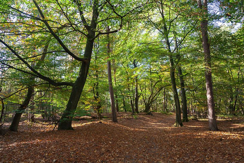 Beautiful forest at the Oisterwijkse bossen en vennen by Nel Diepstraten