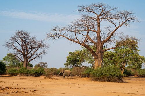 Elephant among the Baobab's by Robert van Brug