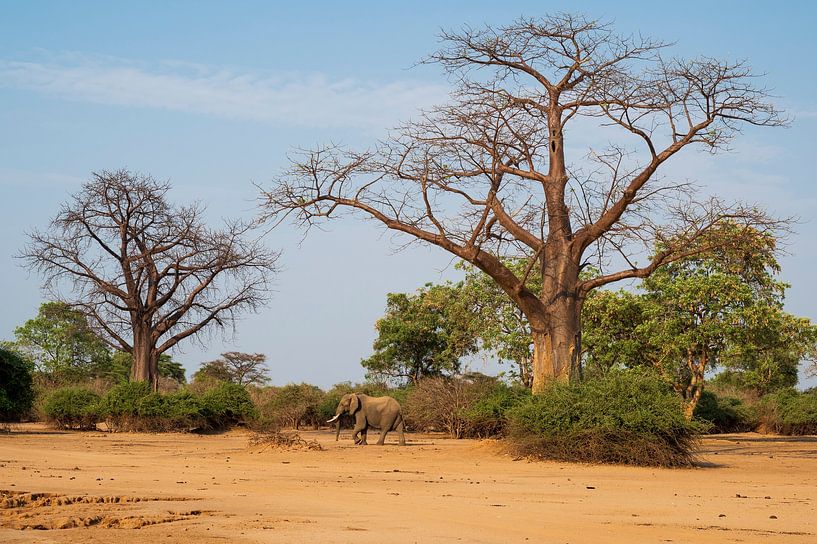 L'éléphant parmi les baobabs par Robert van Brug