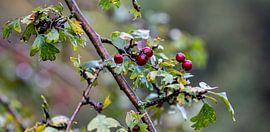 Die Beerensträucher ... von Bert v.d. Kraats Fotografie