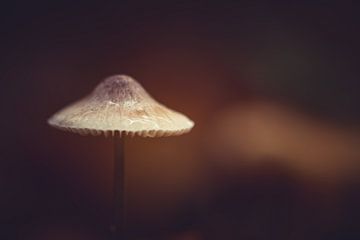 Mushroom by Carolina Roepers