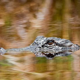 Alligator van Ralph van Krimpen