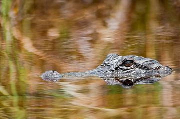 Alligator sur Ralph van Krimpen