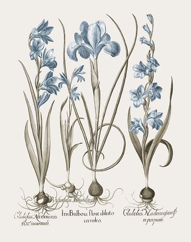 Basilius Besler-Iris en lelie III