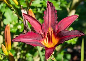 Taglilie, Hemerocallis
