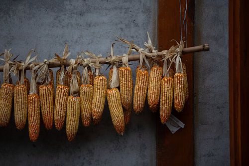Golden Harvest in the Highlands of Sapa
