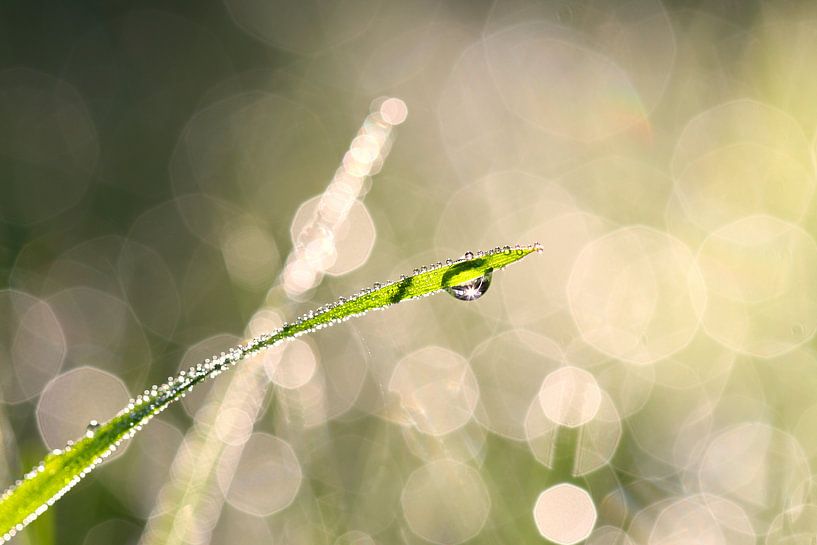 Tautropfen im Gras von Jana Behr