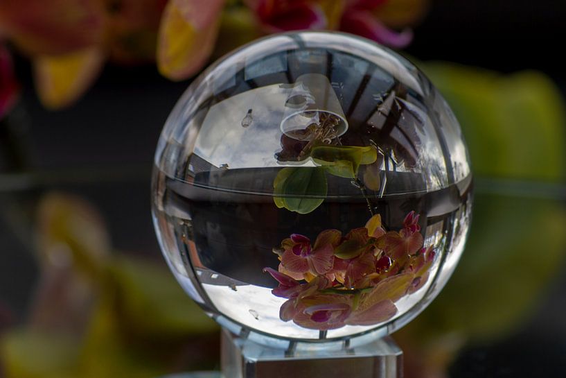 Orchidee pink par Nancy Bogaert