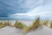 Ameland dunes