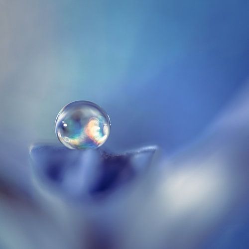 Druppel op een bloemblaadje