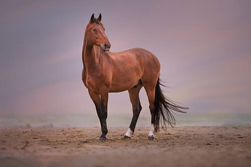 Pferd am Strand