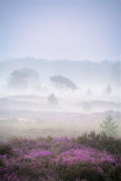 Een mistige ochtend op de Kalmthoutse Heide met de heide in bloei. van Jos Pannekoek