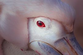 Closeup of the Pink pelican. by Patrick Löbler