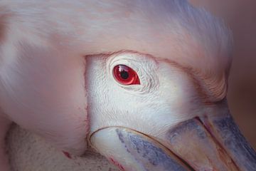 Closeup van de Roze pelikaan. van Patrick Löbler