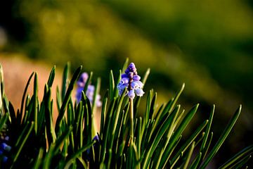 Druifhyacint / Muscari planten van Stef De Vos