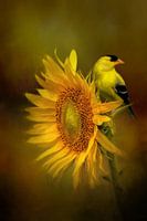 American Goldfinch Perched On Sunflower