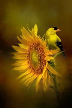 American Goldfinch Perched On Sunflower by Diana van Tankeren