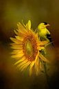 American Goldfinch Perched On Sunflower by Diana van Tankeren thumbnail