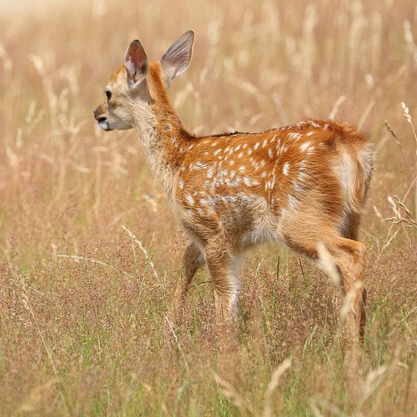 Little deer by Heike Hultsch