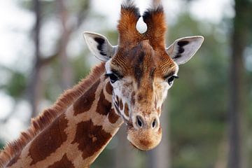 Une girafe curieuse regarde droit dans l'objectif sur Excellent Photo