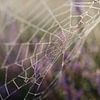 Spinneweb op de heide. by Sean Vos
