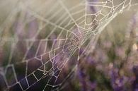 Spinneweb op de heide. van Sean Vos thumbnail