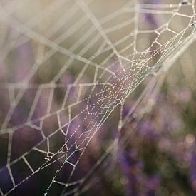 Spinneweb op de heide. by Sean Vos