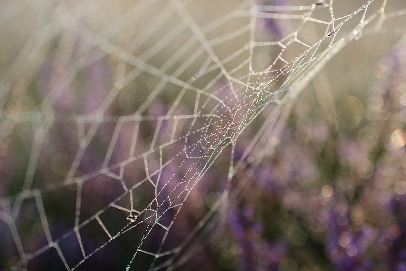 Spinneweb op de heide. van Sean Vos