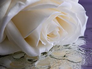 Eine traurige weiße Rose mit "einer Träne" (Nahaufnahme)