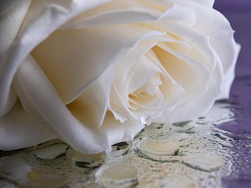 Een treurige witte roos met "een traan" (close up) van Marjolijn van den Berg
