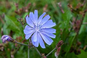 Chicory - Blue blossom in the summer meadow by t.ART