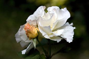 Nahaufnahme einer weißen Rose mit orangefarbener Knospe von W J Kok
