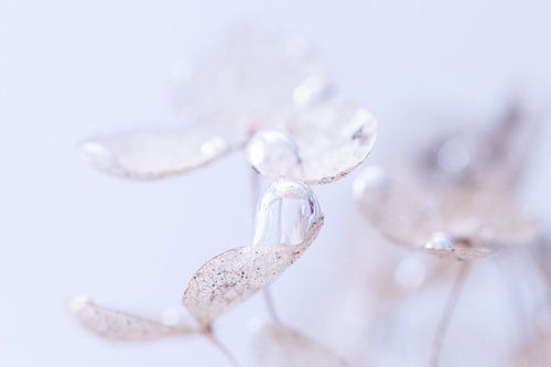Hortensia | Eau | Photographie florale
