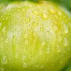 Green Tomato With Raindrops I by Iris Holzer Richardson