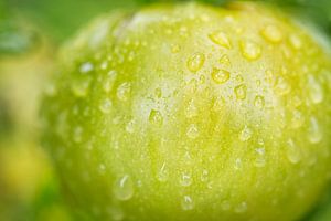 Grüne Tomate mit Regentropfen I